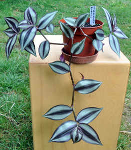 plante tradescentia zebrina
